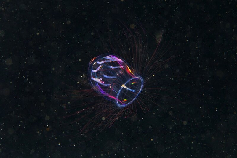 Transparent Jellyfish — Purple