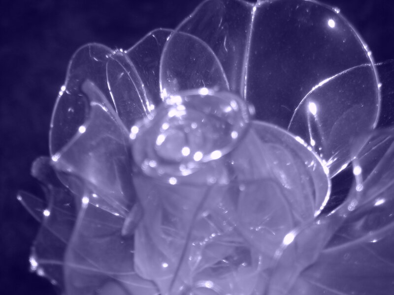 Transparent Jellyfish