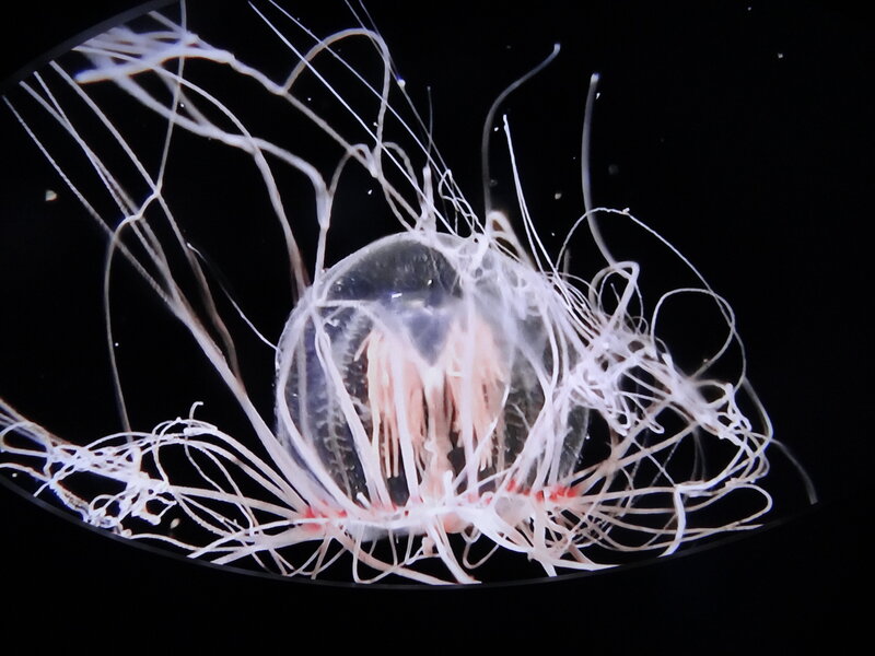 Transparent Jellyfish — White, Dramatic