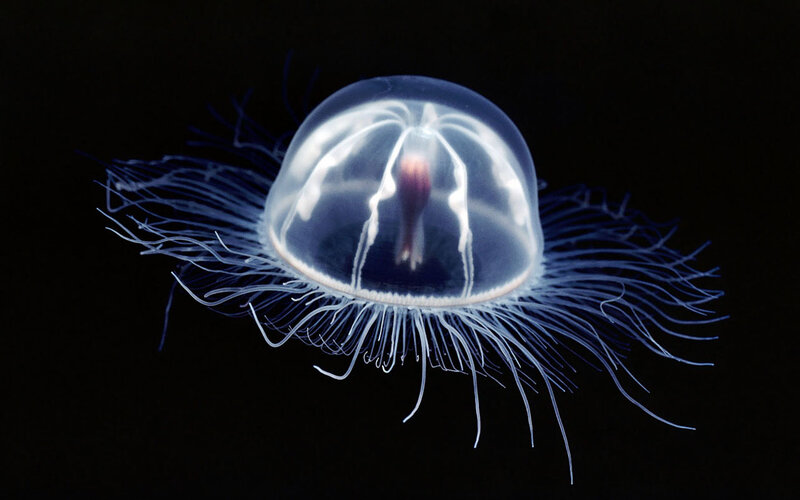 Transparent Jellyfish — White, Serene