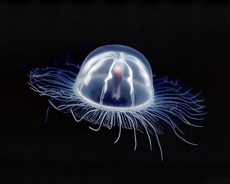 Transparent Jellyfish — White