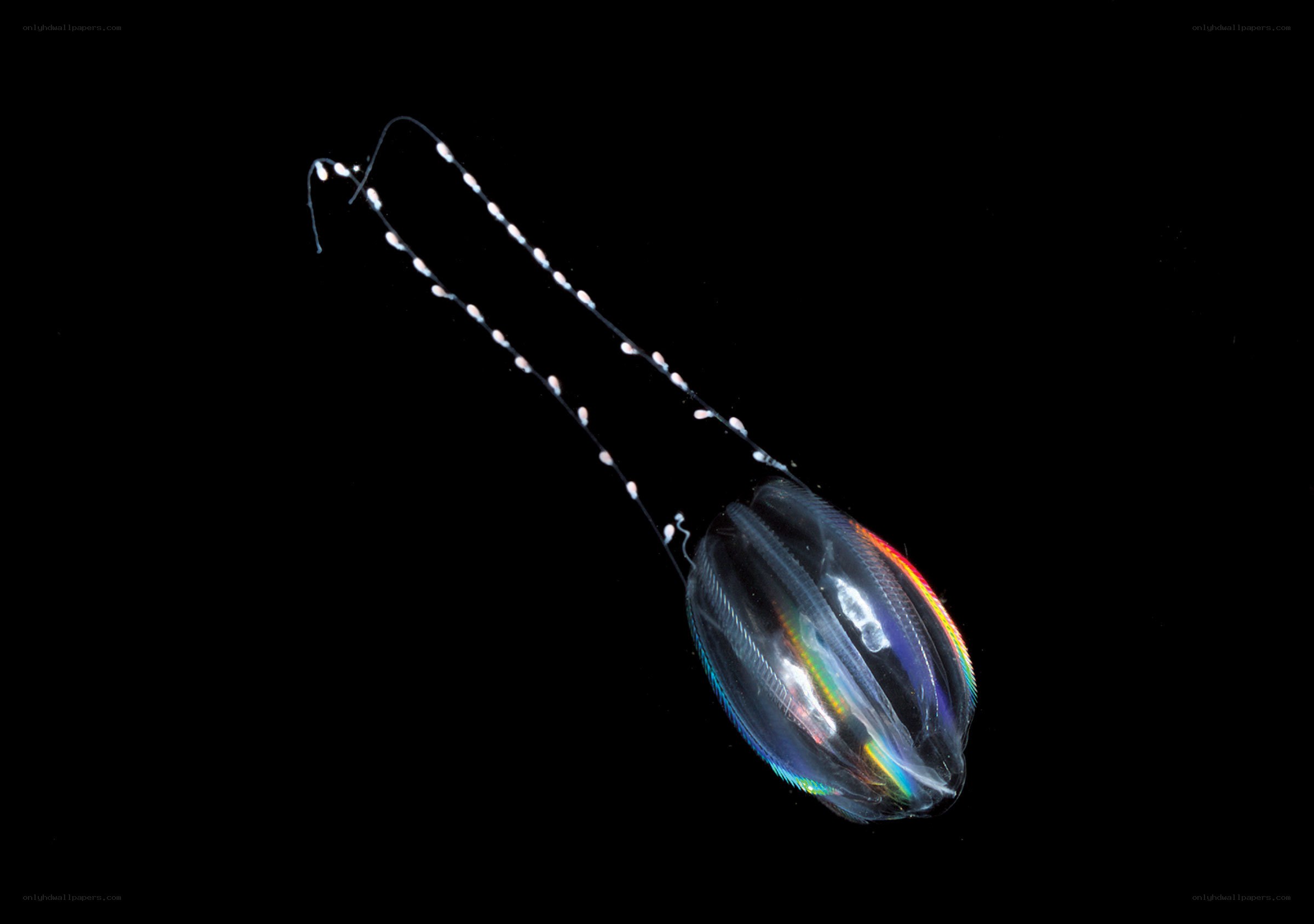 Transparent jellyfish with bioluminescence