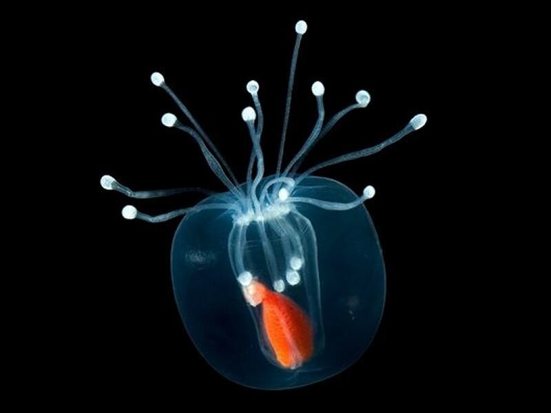Transparent Jellyfish with Fish — Blue