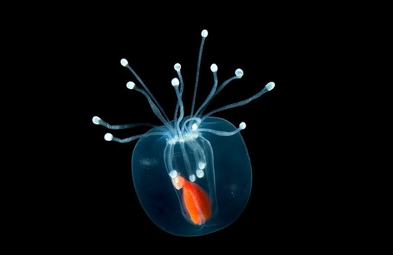 Transparent Jellyfish with Fish