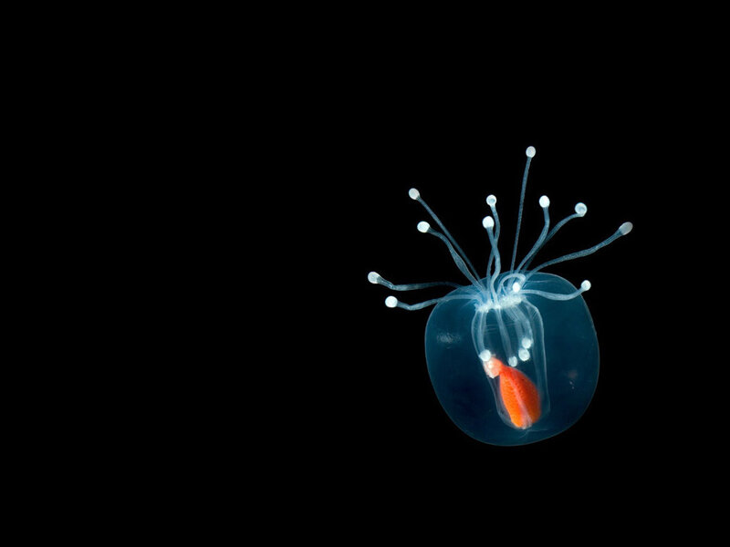 Transparent jellyfish with orange fish