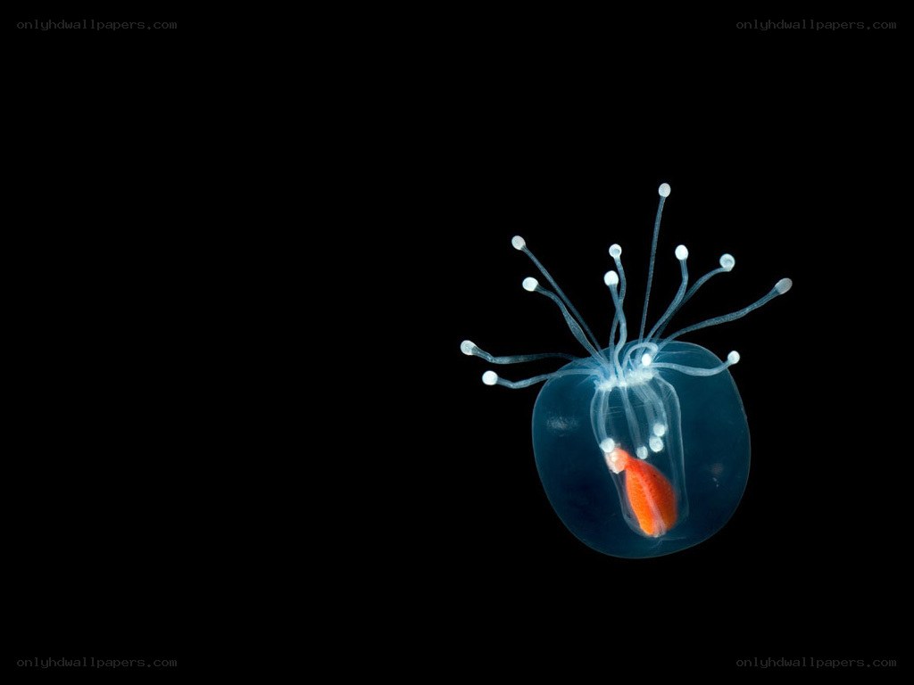 Transparent jellyfish with orange fish
