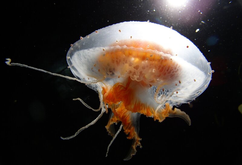 Transparent Jellyfish with Orange Tentacles