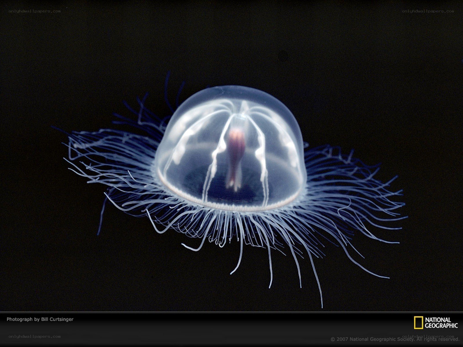 Transparent jellyfish with tentacles