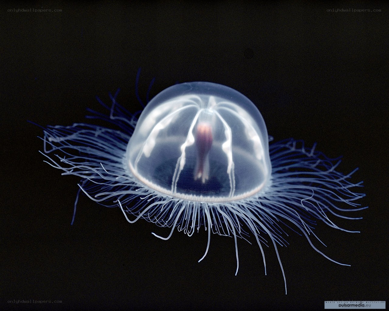 Transparent jellyfish with tentacles