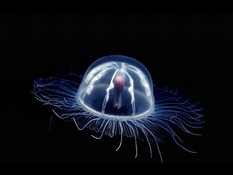 Transparent jellyfish with tentacles