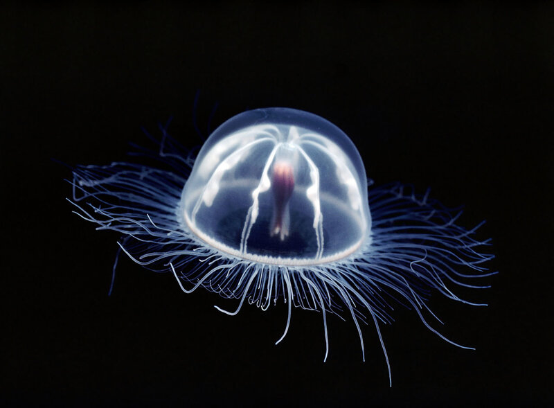 Transparent jellyfish with tentacles