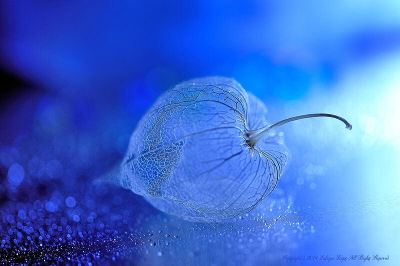 Transparent Lantern Fruit