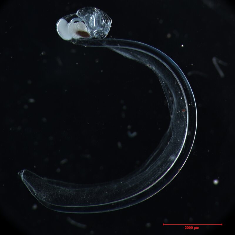 transparent larval sea snail