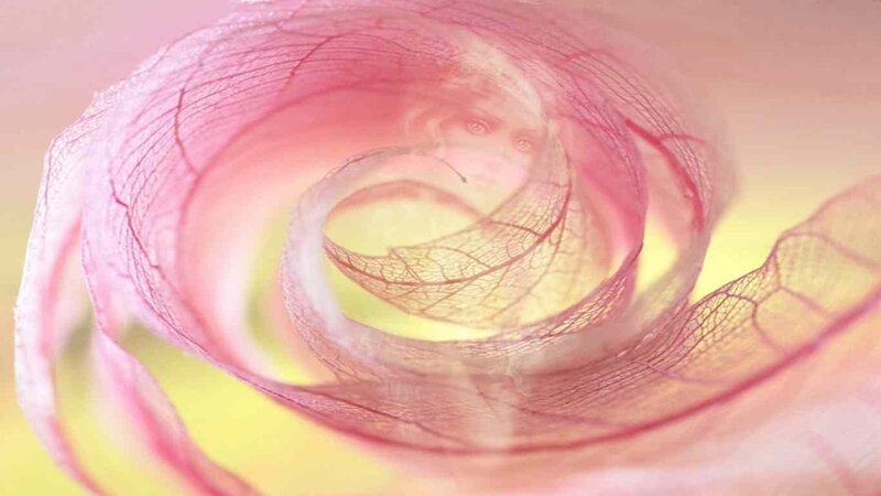 Transparent Leaf Spiral