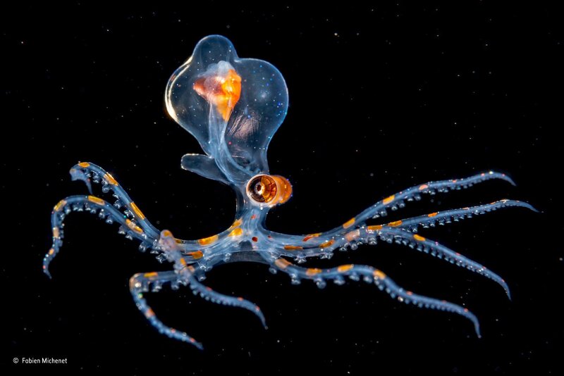 Transparent Octopus with Orange Spots