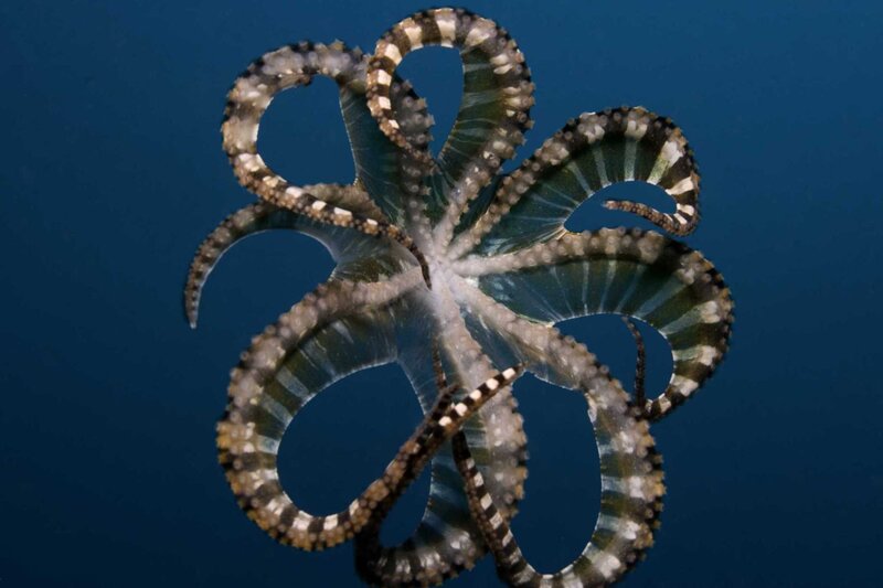 Transparent octopus with striped tentacles