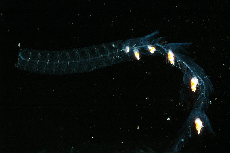 Transparent Sea Creature — Black