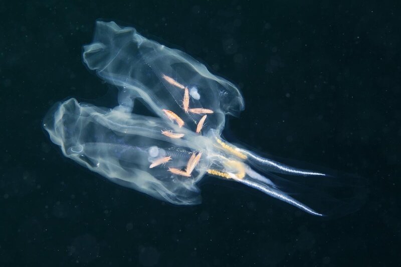 Transparent Sea Creature — Blue