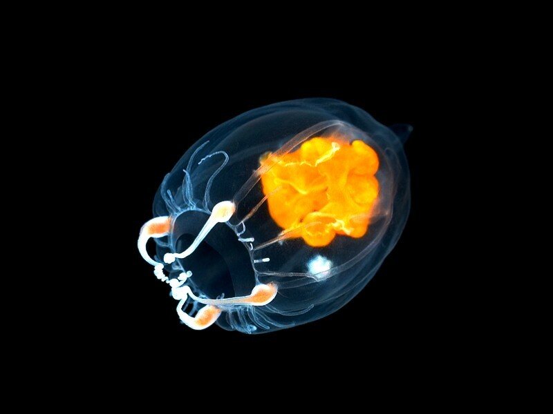 Transparent sea creature with glowing organ