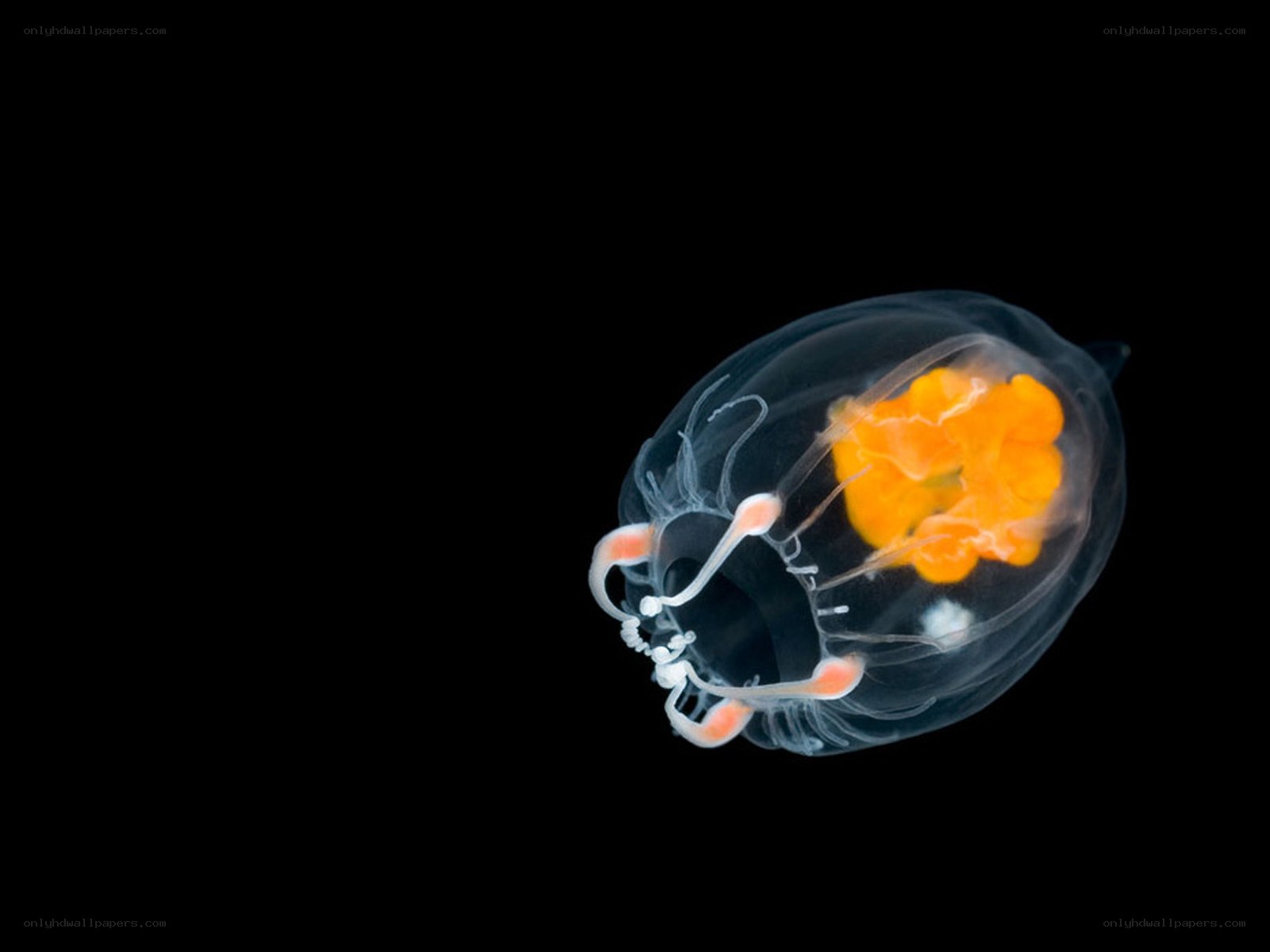Transparent sea creature with orange core