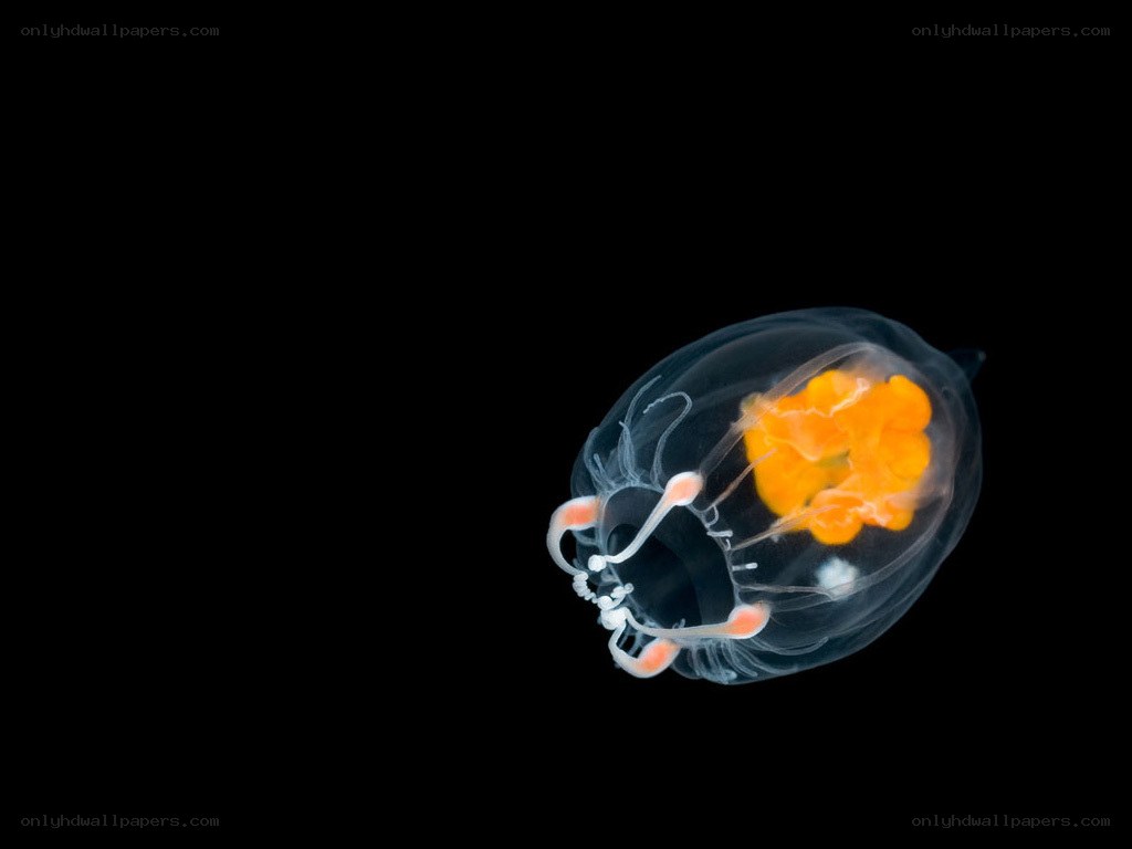 Transparent sea creature with orange core