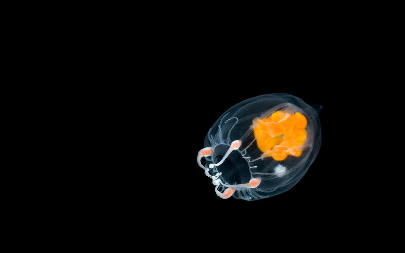 Transparent sea creature with orange core