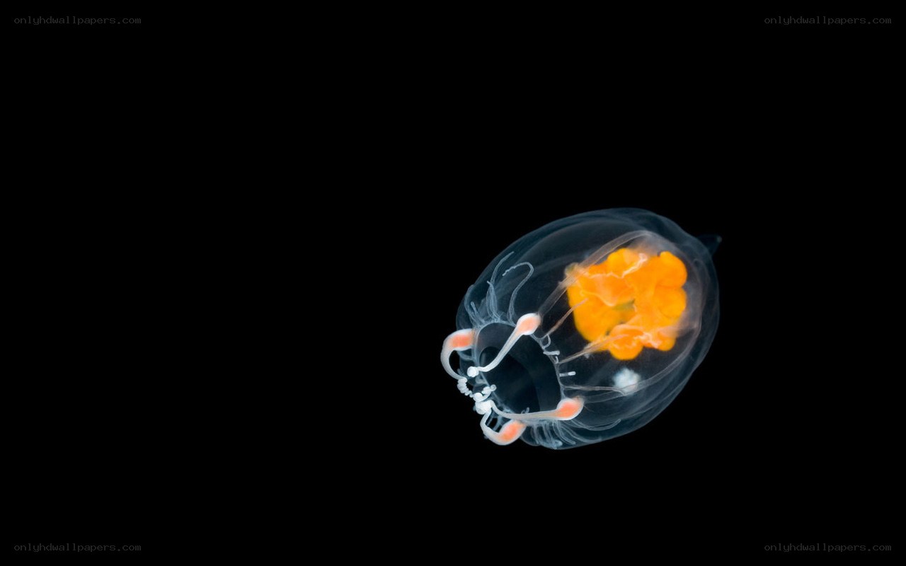 Transparent sea creature with orange core