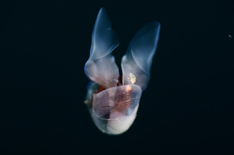 Transparent Sea Slug