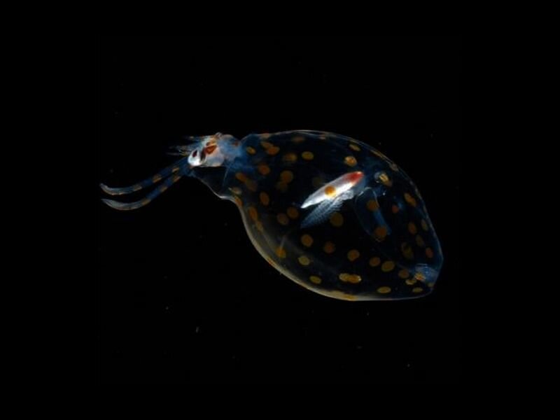 Transparent Sea Slug with Spots
