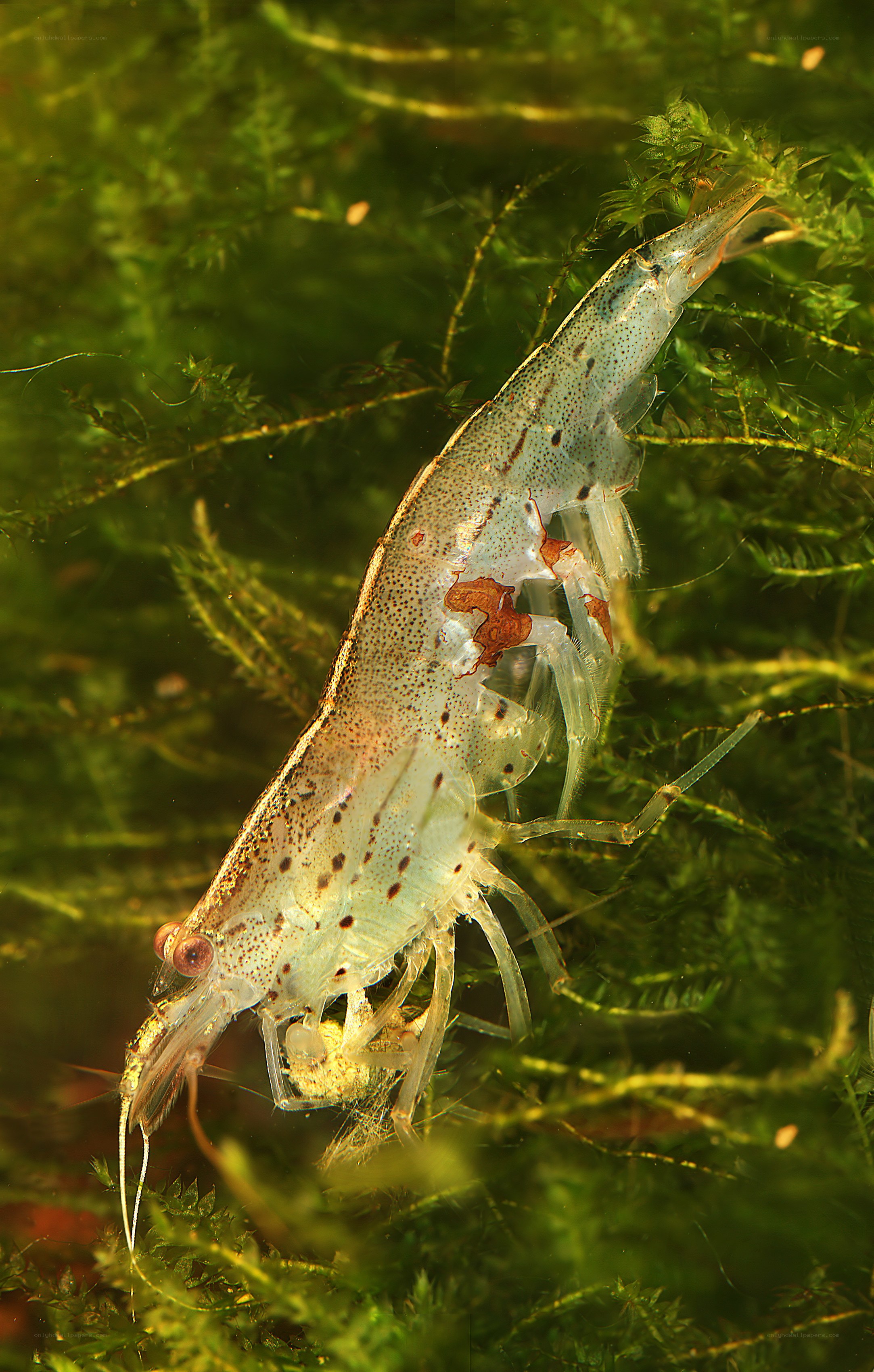 Transparent shrimp in aquatic plants