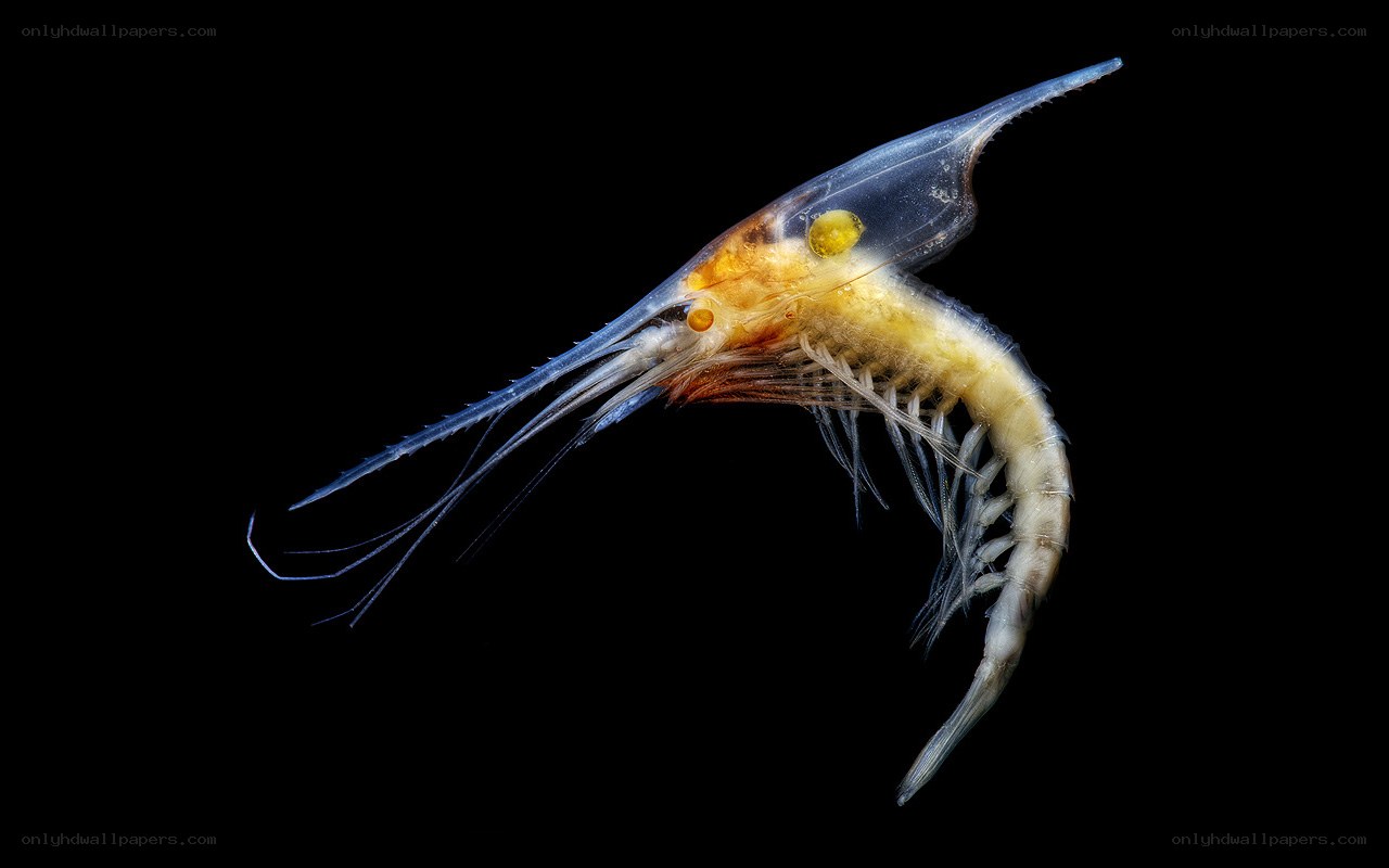 Transparent shrimp-like creature
