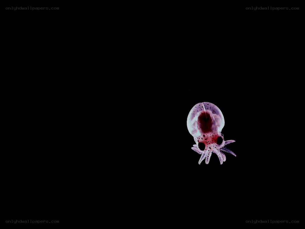 Transparent squid in dark water