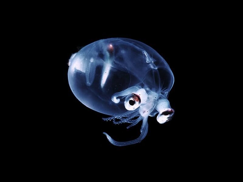 Transparent Squid Larva — Blue