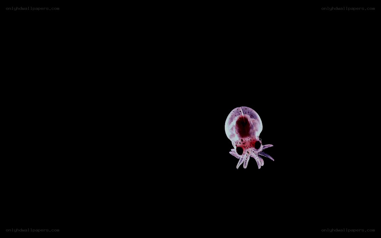 Transparent squid larva