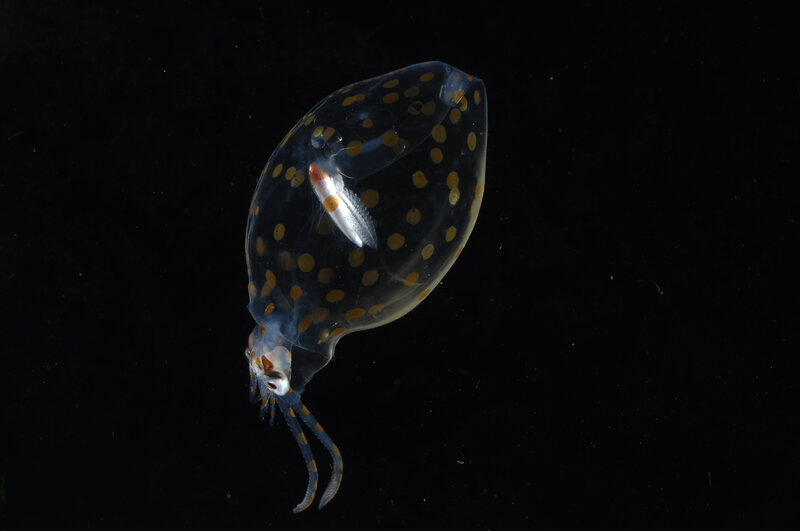 Transparent squid with yellow spots