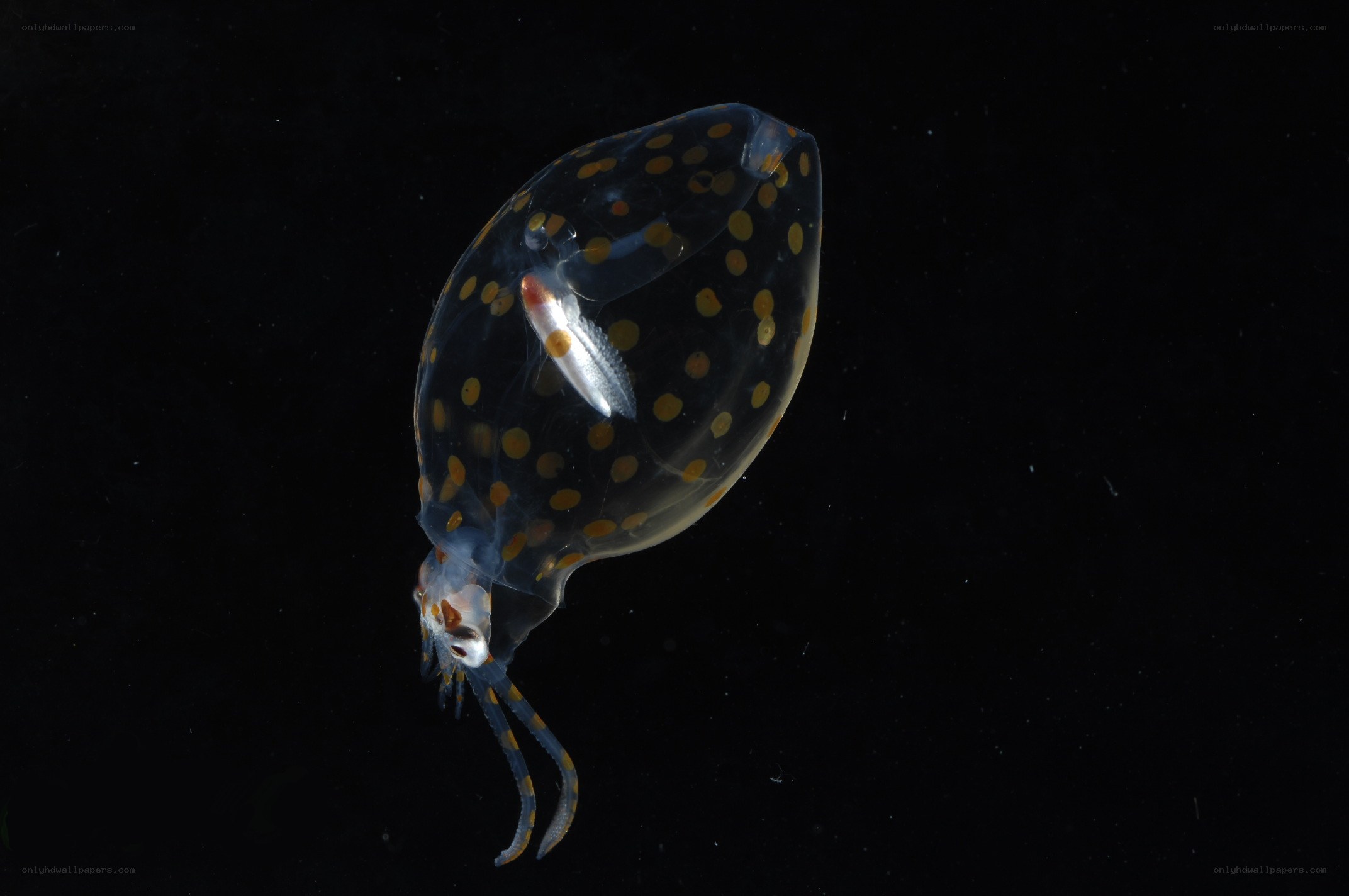 Transparent squid with yellow spots