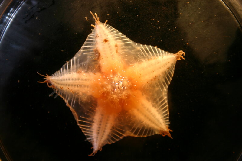 Transparent starfish in petri dish