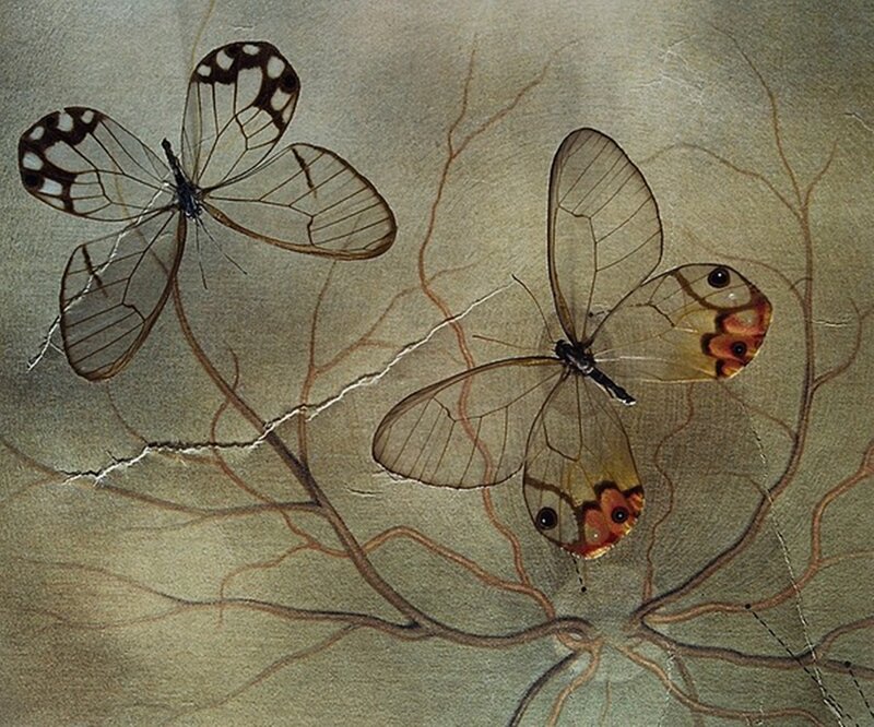 Transparent-winged Butterflies