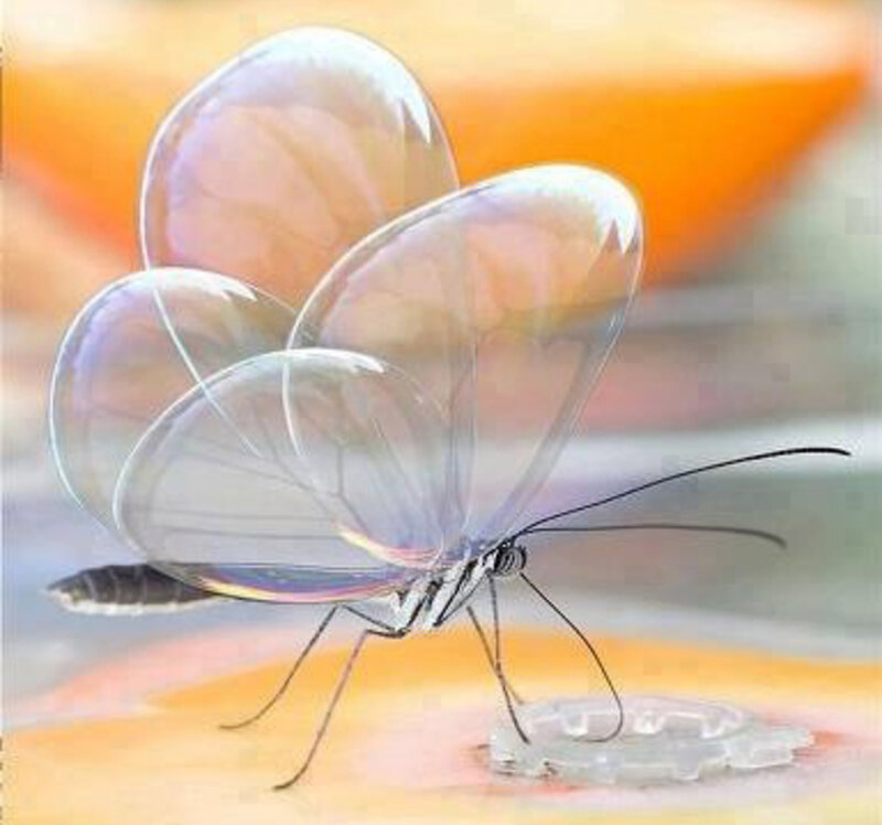 Transparent-winged Butterfly — Orange
