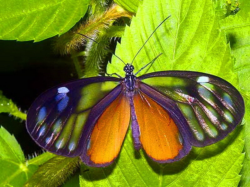 Transparent-winged Butterfly