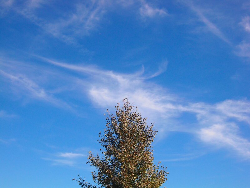 tree against blue sky