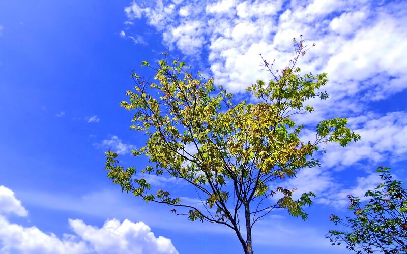 Tree against blue sky