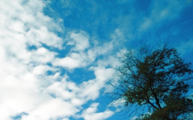 Tree Against Blue Sky — Serene