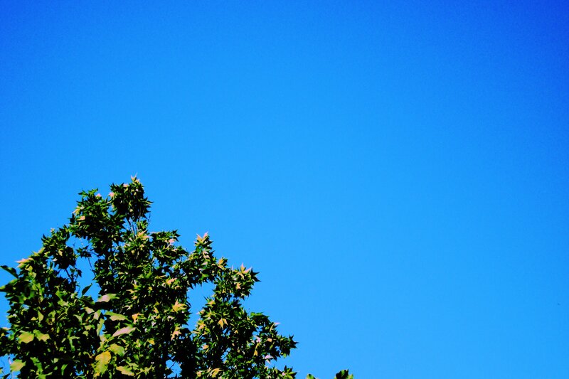 tree against blue sky