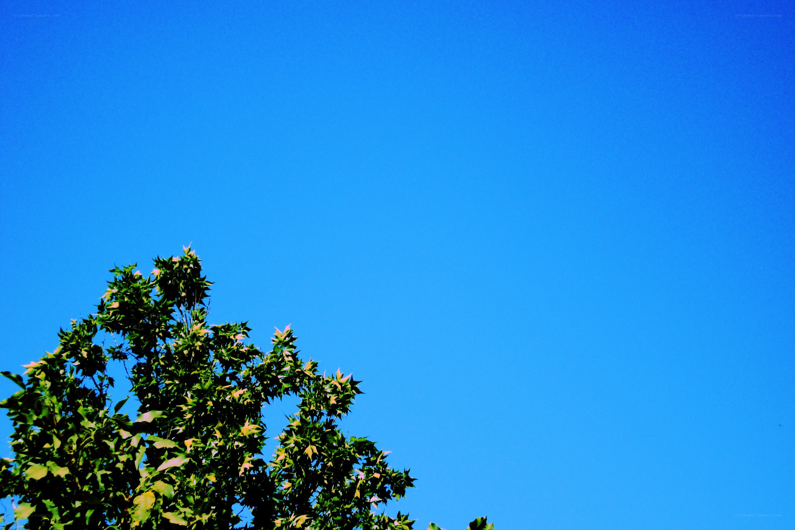 tree against blue sky