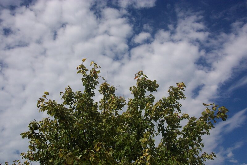 tree against cloudy sky