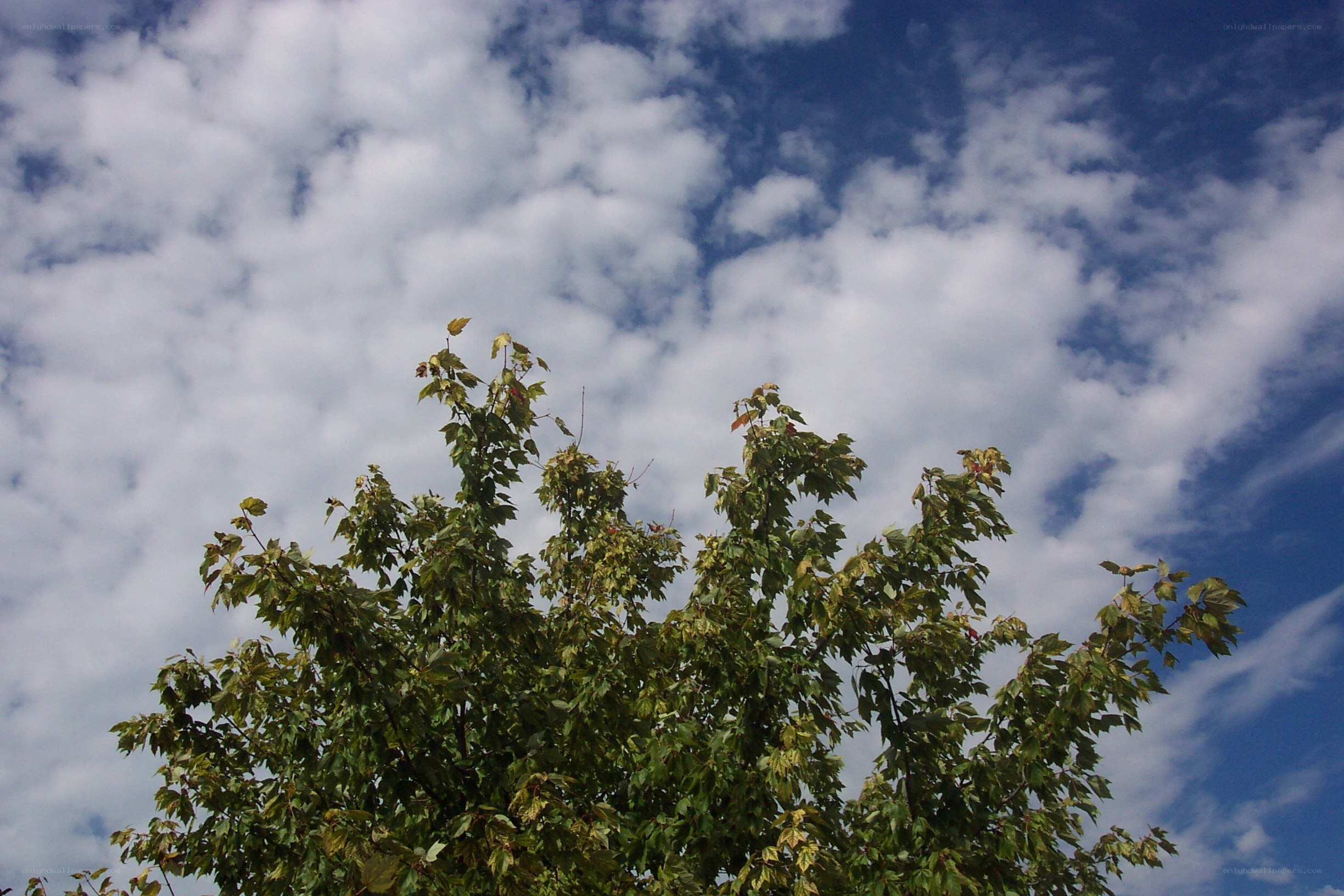 tree against cloudy sky