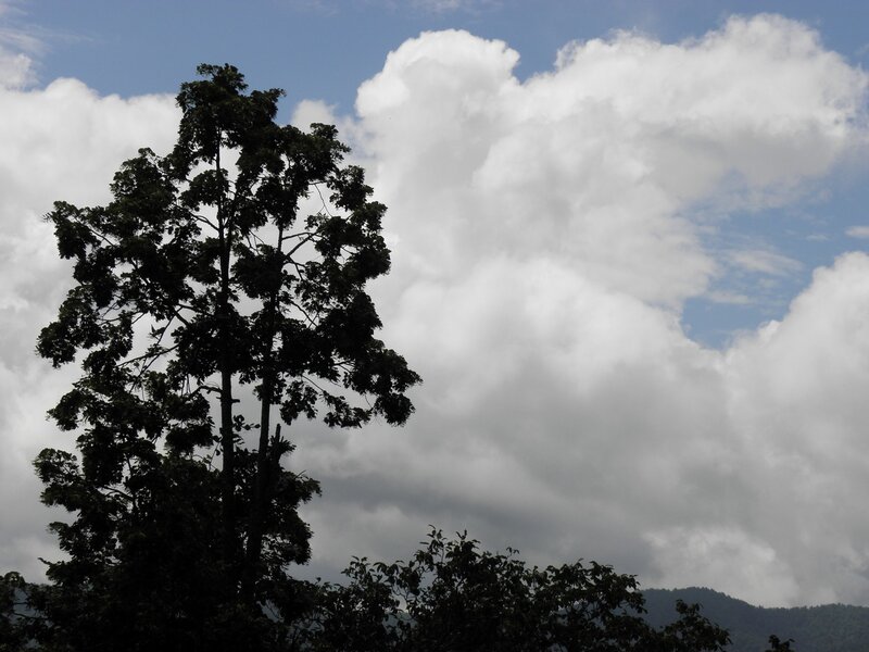 tree against cloudy sky