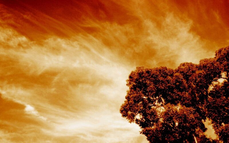 Tree Against Cloudy Sky — Orange