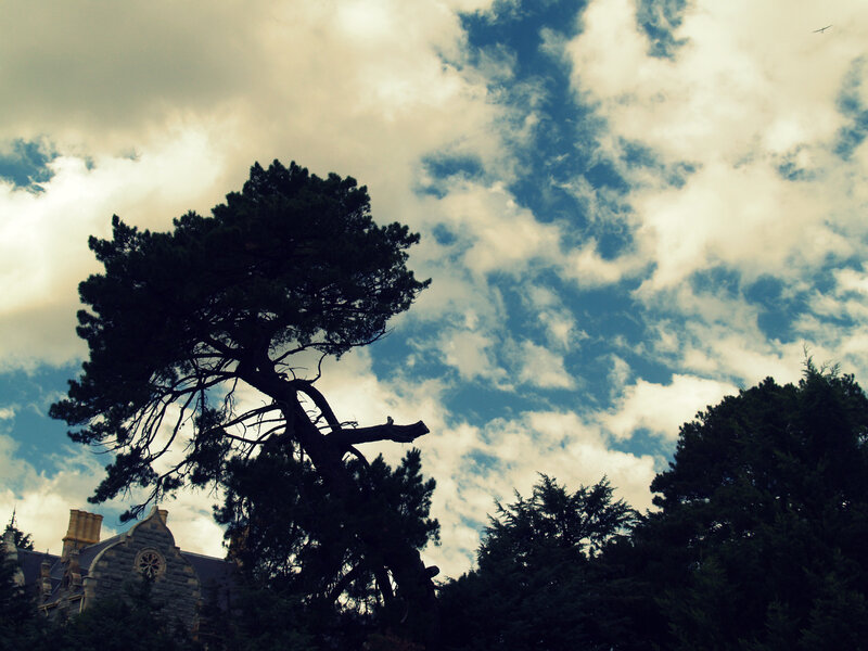 Tree against cloudy sky